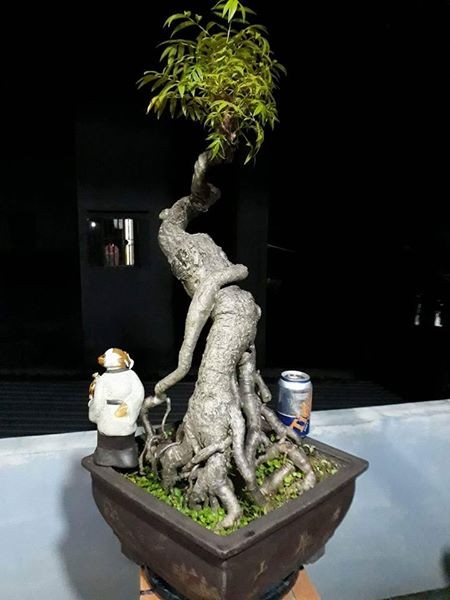 Chậu  bonsai cóc tuyệt đẹp này thuộc sở hữu của một nghệ nhân ở Gia Lai. Cây có thân uyển chuyển và được ví như hình ảnh cụ già khom lưng vắt tay ra sau.